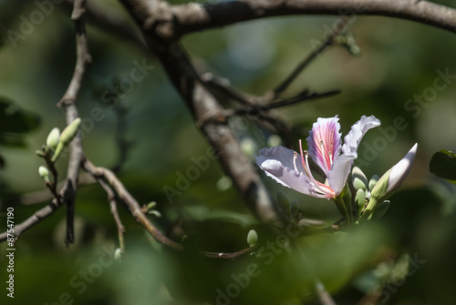 Flower giganteum Murdannia at Phusoidao mountains in Thailand photo