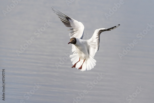 Black headed gull (Larus ridibundus)