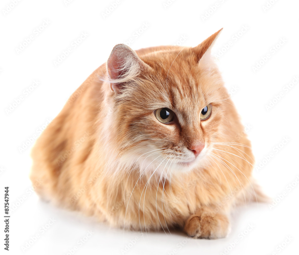 Red cat lying, isolated on white background Red cat lying, isolated on white background
