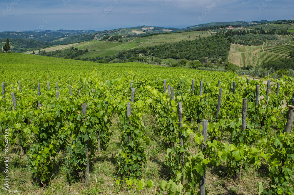 chianti field Tuscan vineyards