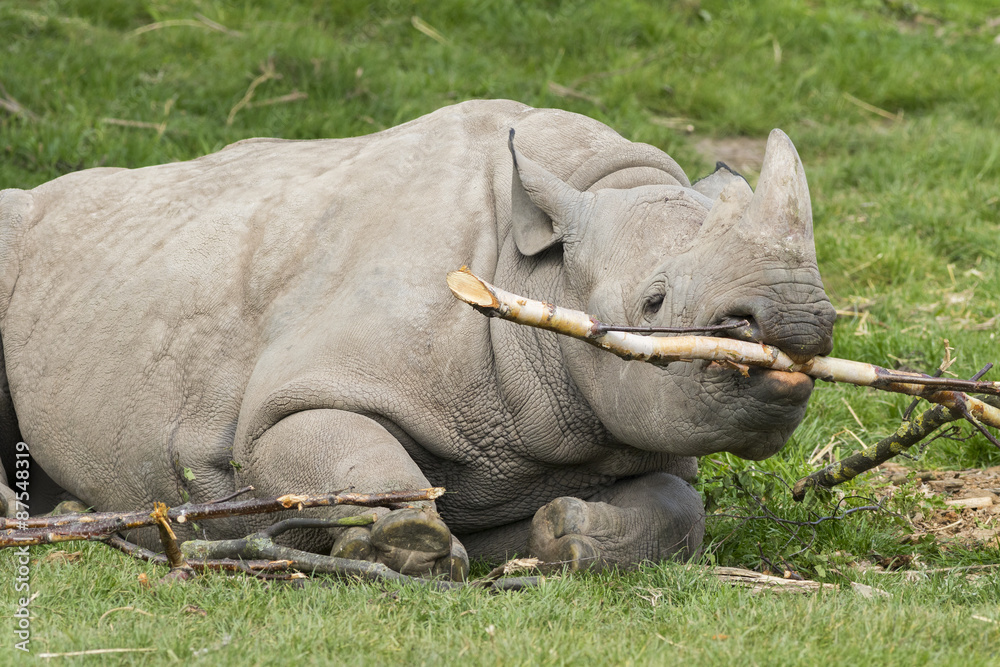 Obraz premium Black rhinoceros