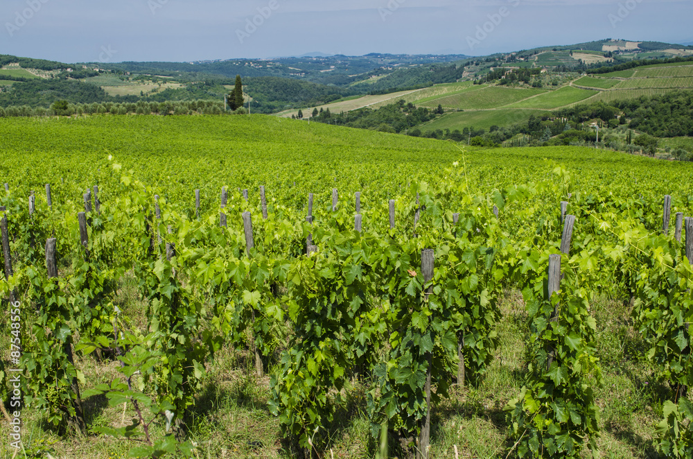 agriculture Italian vineyards