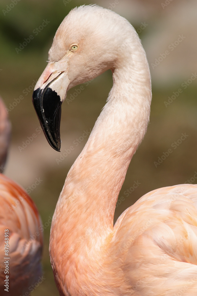 Fototapeta premium Flaming karaibski (Phoenicopterus ruber ruber)