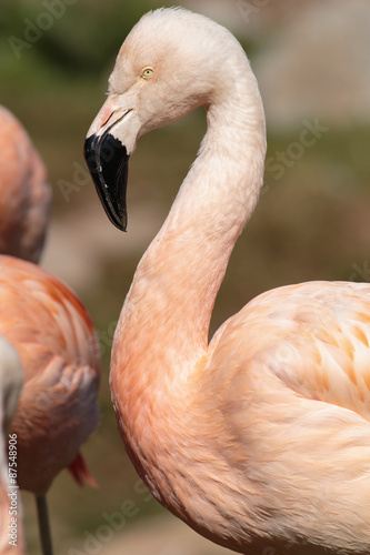 Caribbean flamingo ( Phoenicopterus ruber ruber )