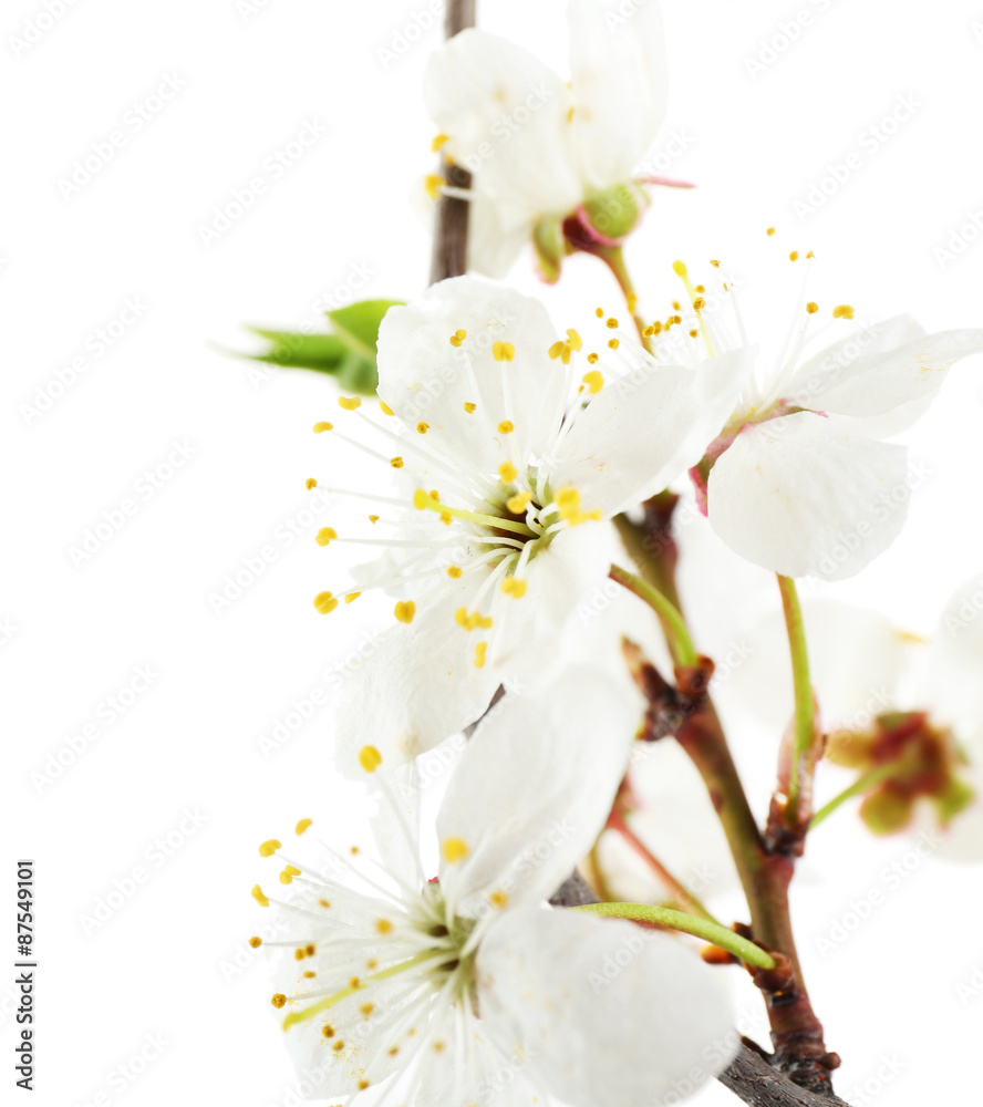 Obraz premium Flowering branch isolated on white