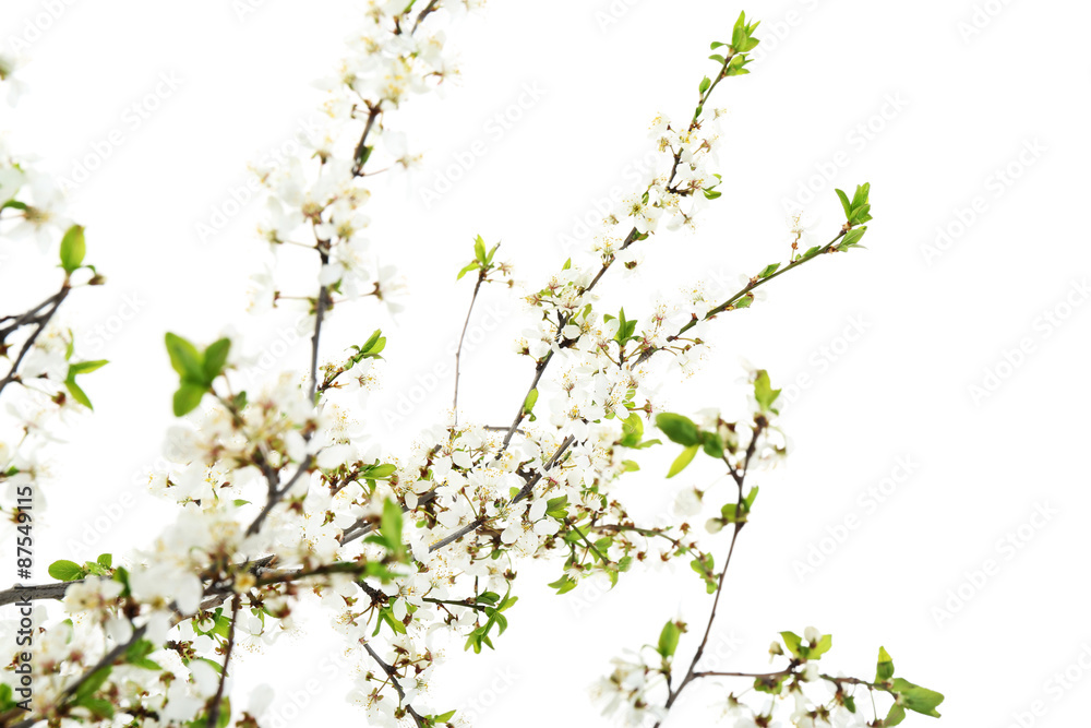 Flowering branch isolated on white Flowering branch isolated on white