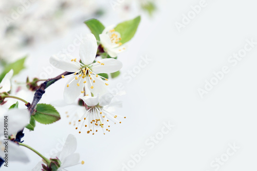 Flowering branch isolated on white