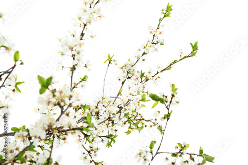 Flowering branch isolated on white