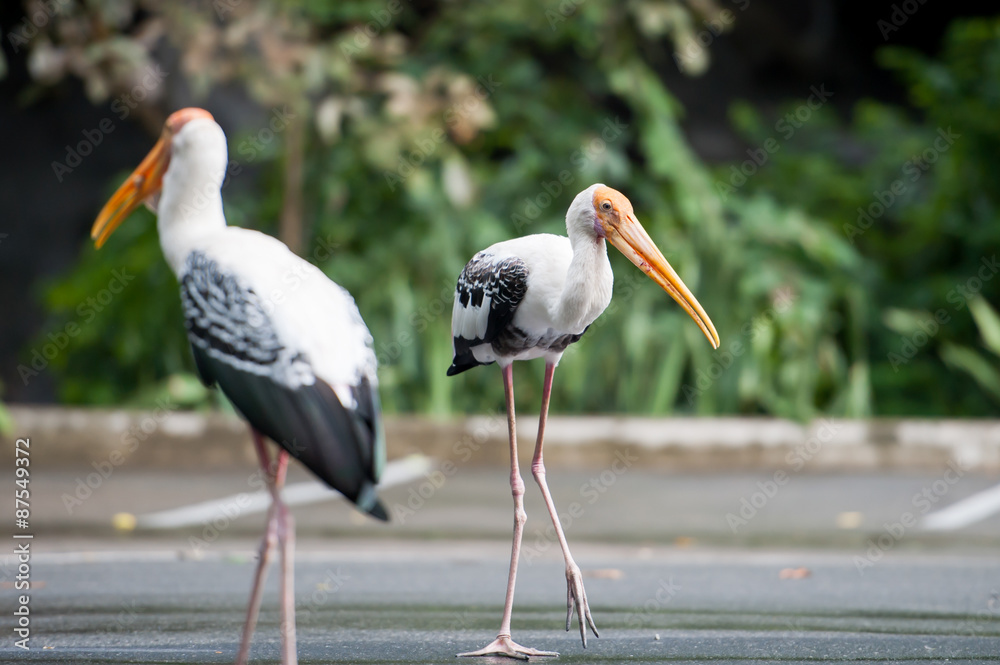 Obraz premium Painted Stork