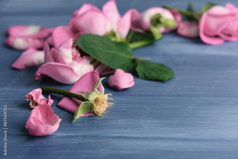 Beautiful pink petals of roses on color wooden table, closeup