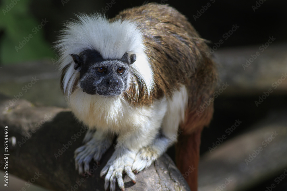 cotton-topped tamarin (Saguinus oedipus) cotton-topped tamarin (Saguinus oedipus)