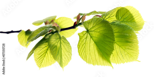 Branch with spring leaves isolated on white