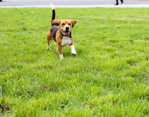 Fototapeta Naklejka Na Ścianę i Meble -  Funny cute dog in park