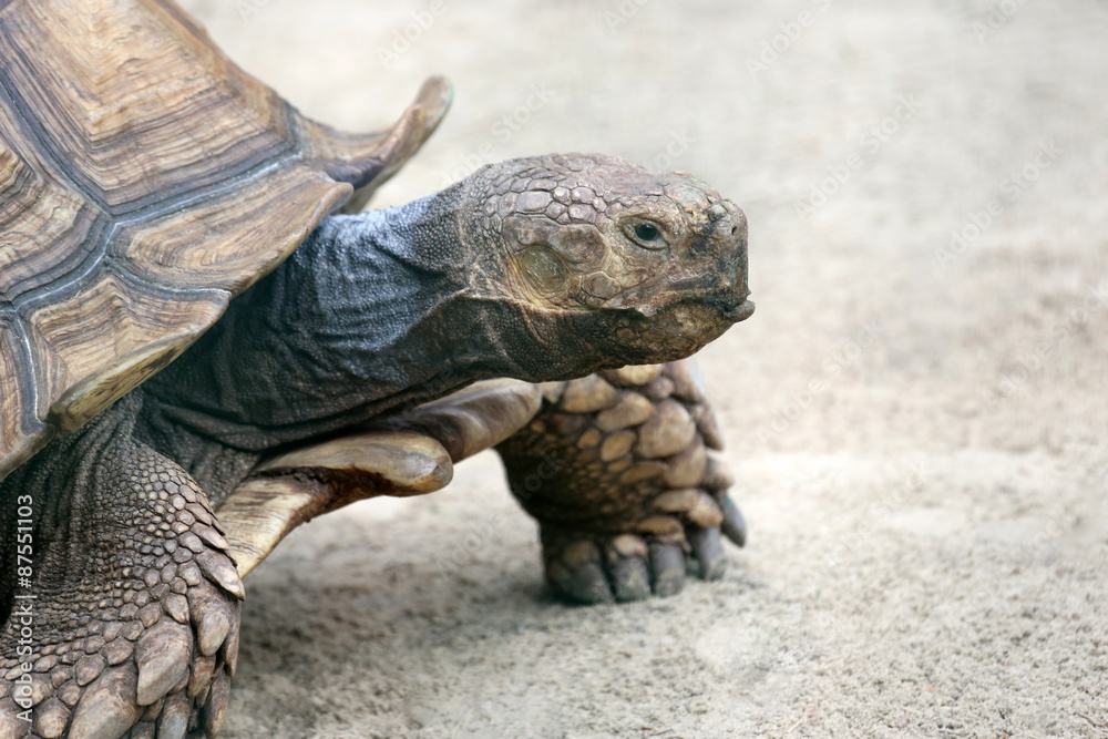 Obraz premium portrait of a big turtle