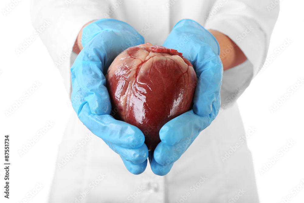 Fototapeta premium Heart in doctor hands isolated on white