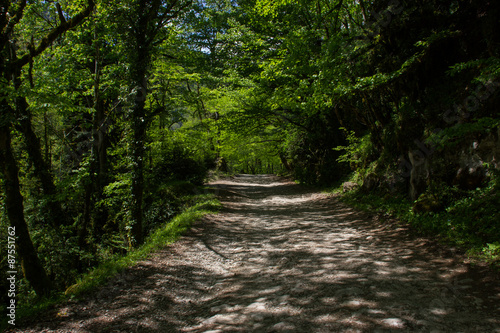 Road in a mountain forest.