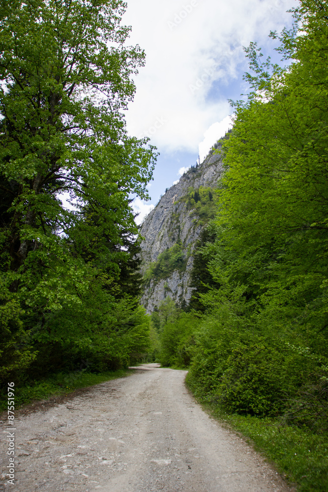 Road in a mountain forest. Road in a mountain forest.