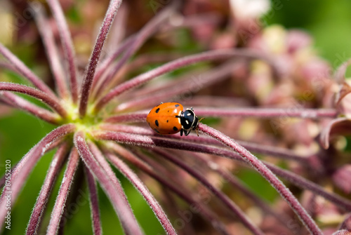 Ladybug © crystalseye