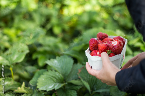 Someone holding a tray full of strawberries