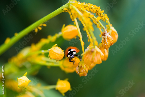 Ladybug photo