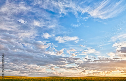 Landscape of a canola field in Alberta Canada at dusk.