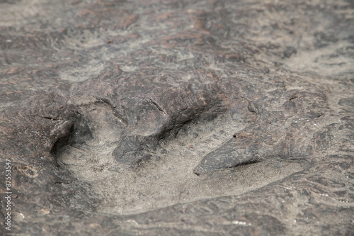 dinosaur footprints