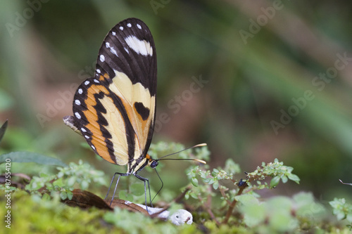 Brazilian butterfly © rpferreira