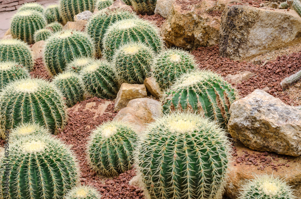 Golden Barrel cactus plant group in arid plants garden Golden Barrel cactus plant group in arid plants garden