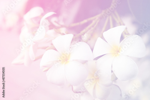 Fototapeta Naklejka Na Ścianę i Meble -  beautiful Flower with soft focus color filtered background