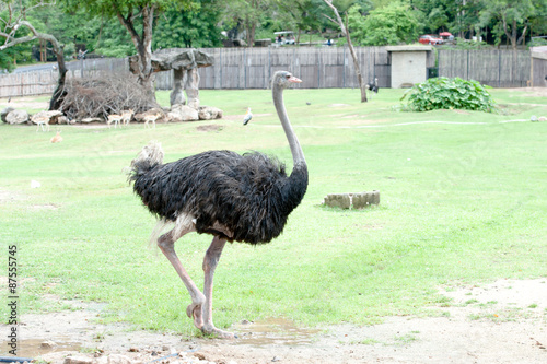 ostrich photo
