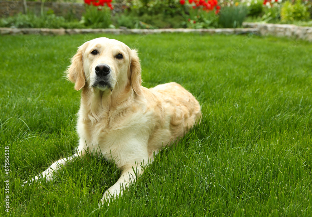 Adorable Labrador sitting on green grass, outdoors Adorable Labrador sitting on green grass, outdoors