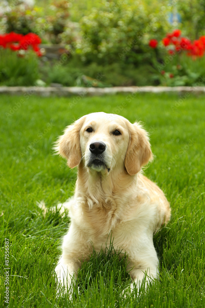 Adorable Labrador lying on green grass, outdoors Adorable Labrador lying on green grass, outdoors