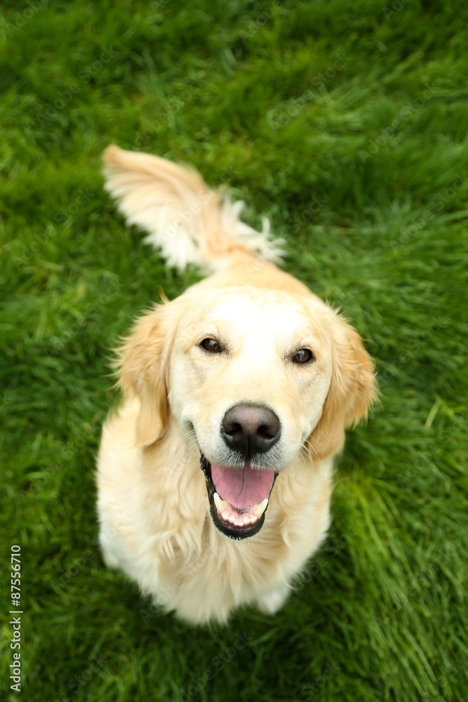 Adorable Labrador sitting on green grass, outdoors