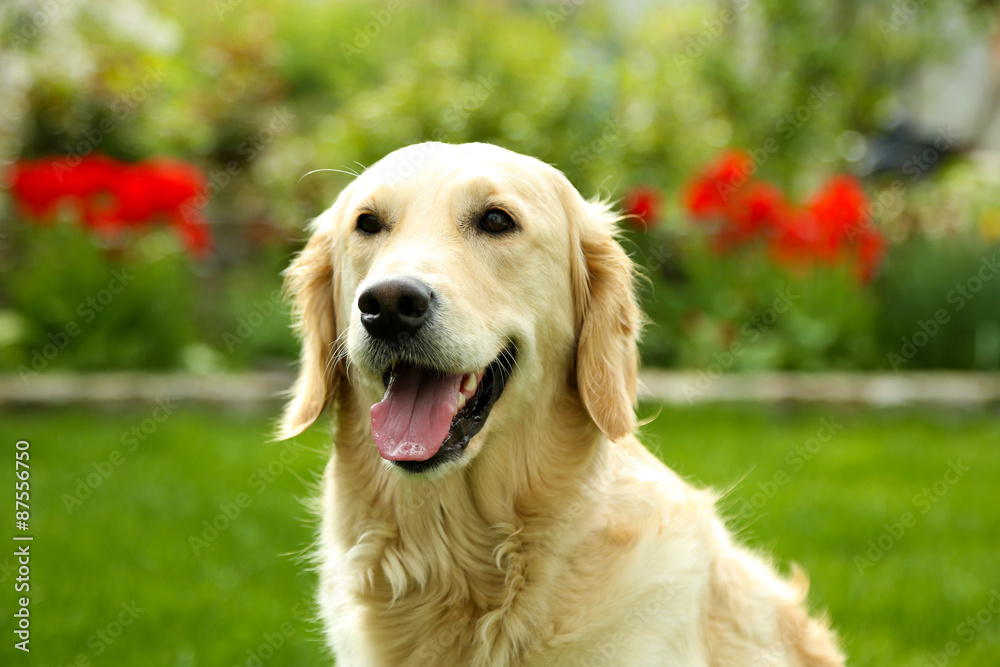 Adorable Labrador sitting on green grass, outdoors