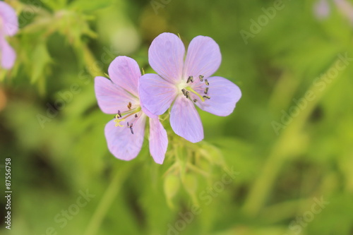 Fototapeta Naklejka Na Ścianę i Meble -  Pale blue 