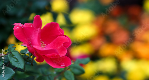 Pink Flower with Rain Droplets