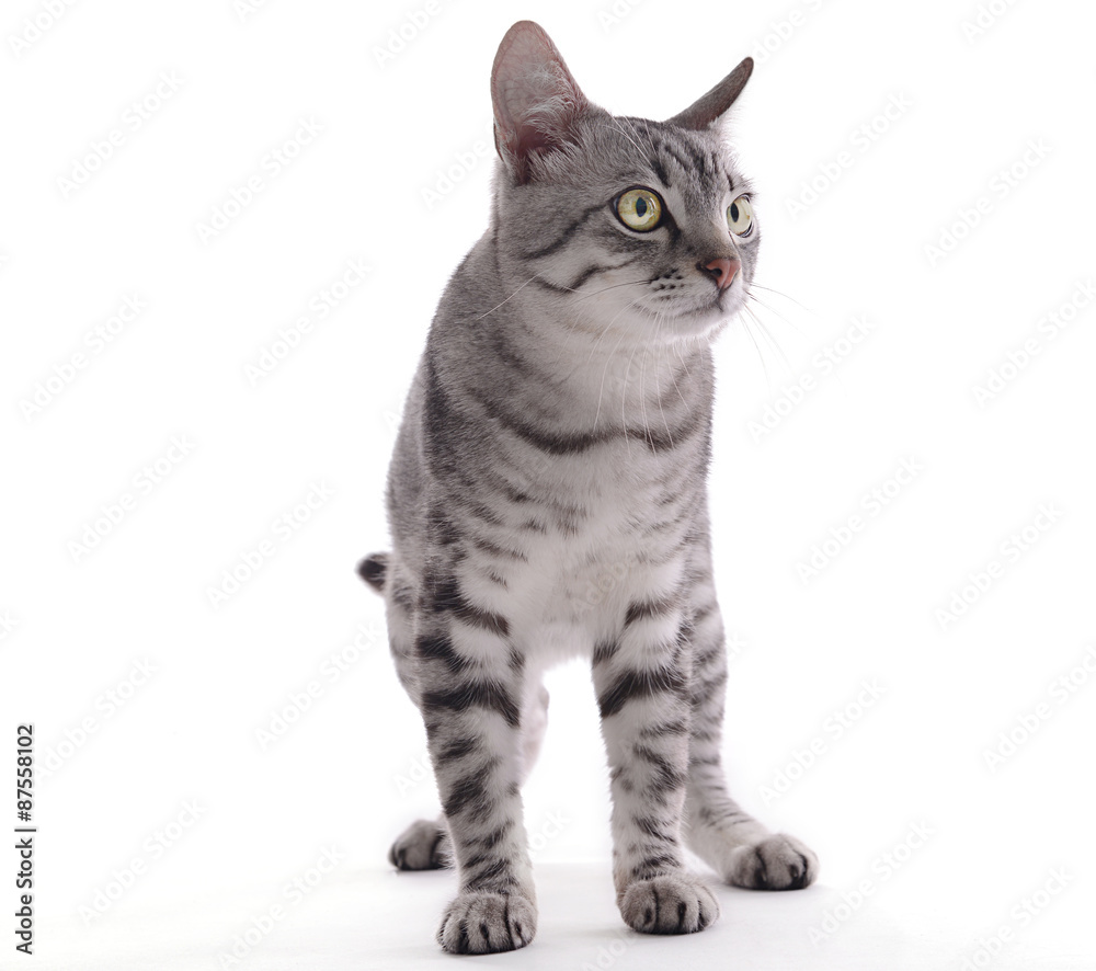 Beautiful cat isolated on white Beautiful cat isolated on white