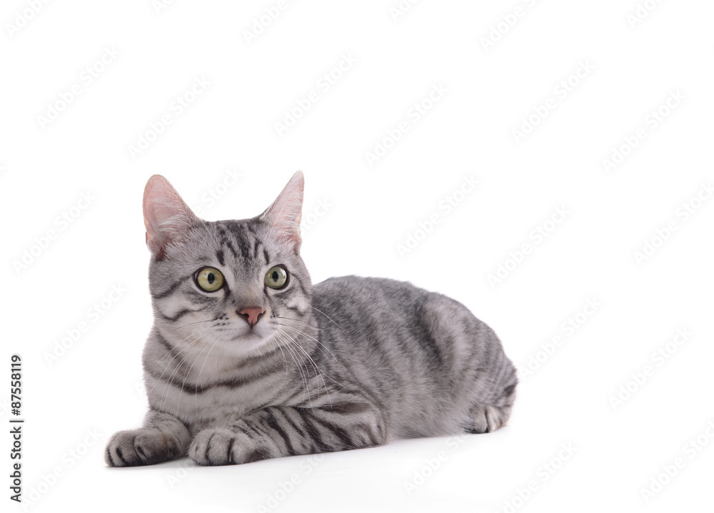 Beautiful cat isolated on white