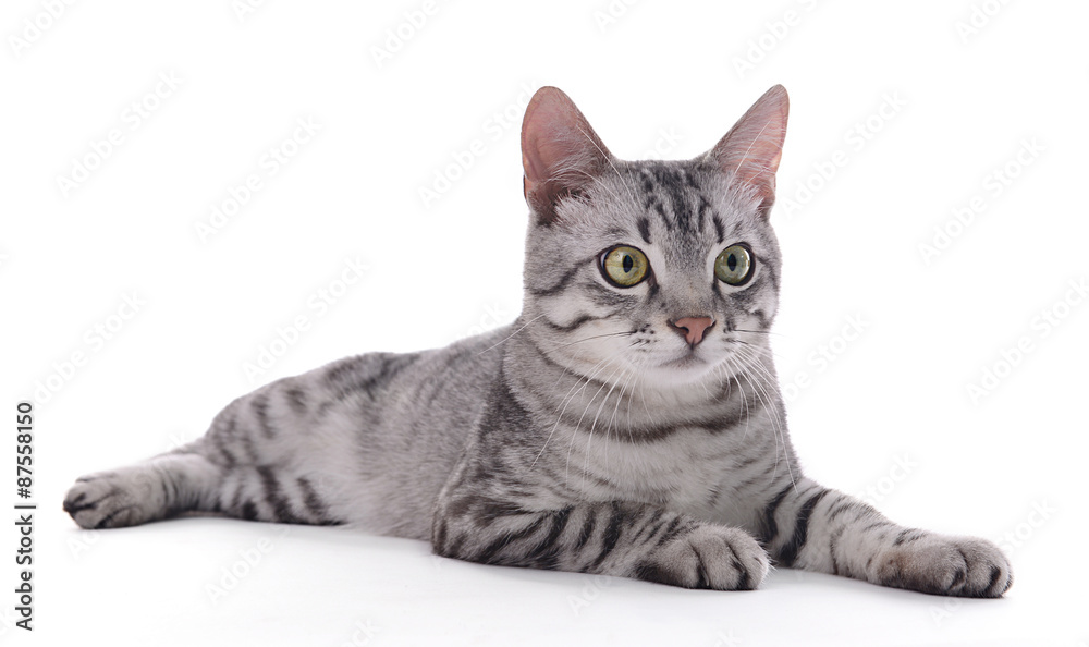 Beautiful cat isolated on white Beautiful cat isolated on white