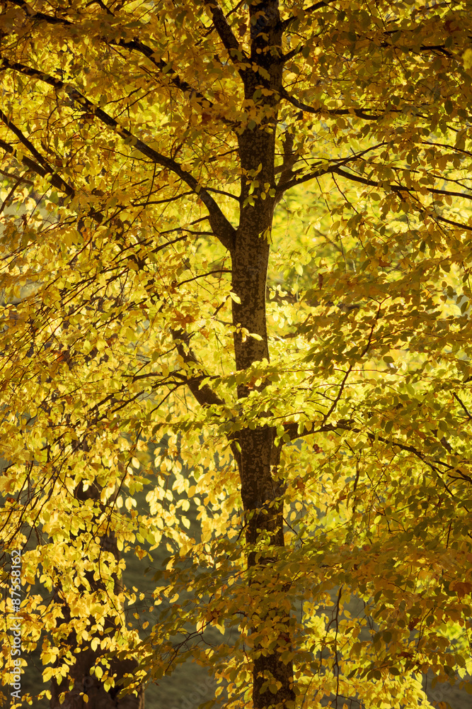 golden fall colors of aspen tree by bright sunny evening golden fall colors of aspen tree by bright sunny evening