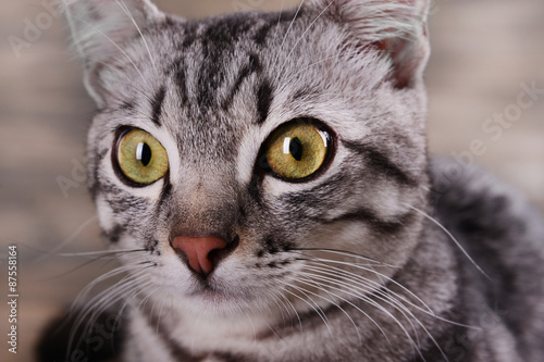 Beautiful cat on wooden background