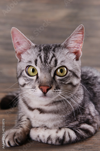 Beautiful cat on wooden background