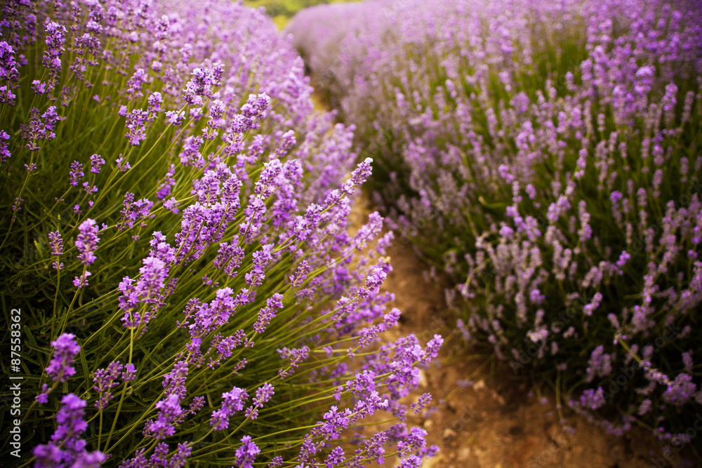 Obraz premium Lavender