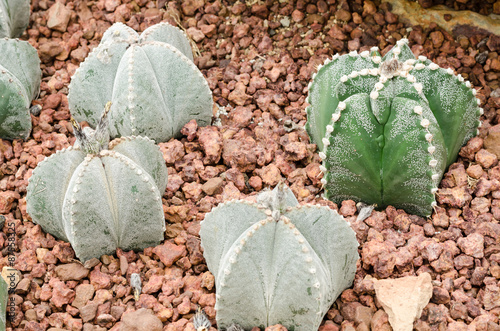 Astrophytum myriostigma