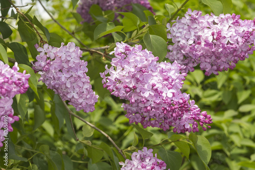 lilac bush (Syringa vulgaris)