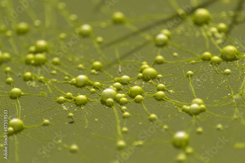 Yellow bacteria colony forming bubbles on contaminated sewage water photo