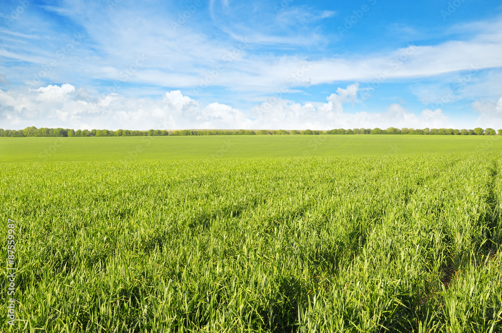 green field and blue sky with light clouds green field and blue sky with light clouds