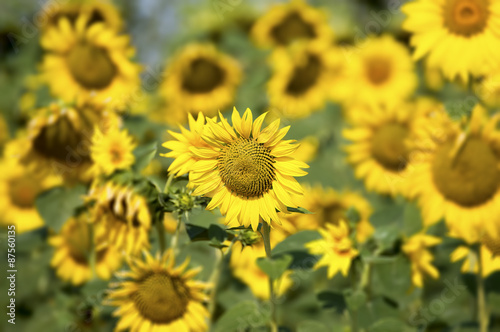 Sunflower field developing flowers  detail