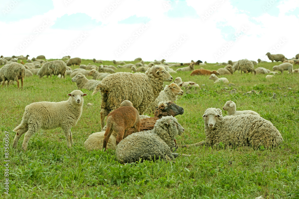 Fototapeta premium Sheeps grazing in meadow