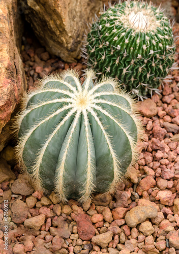 Eriocactus magnificus